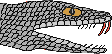 Vorderfurchenzähner (fest)